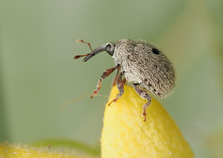 Cionus olens