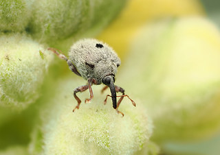 Cionus olens