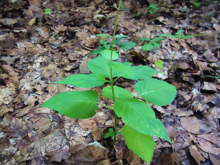 Circaea lutetiana