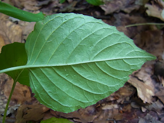 Circaea lutetiana