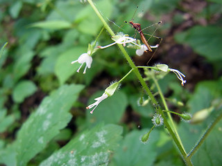 Circaea lutetiana
