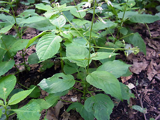 Circaea lutetiana