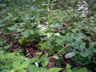 Circaea lutetiana