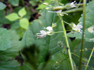 Circaea lutetiana