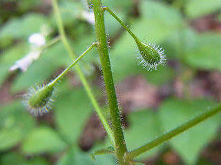 Circaea lutetiana