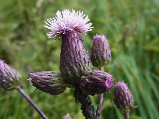 Cirsium arvense