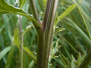 Cirsium arvense