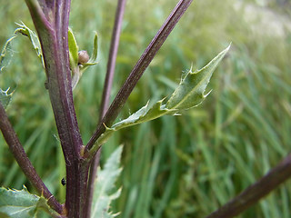 Cirsium arvense