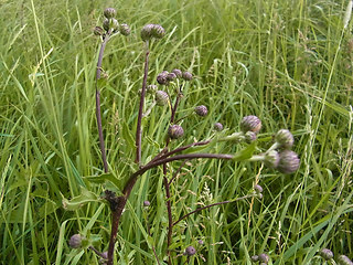 Cirsium arvense