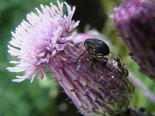 Cirsium arvense