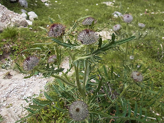 Cirsium eriophorum
