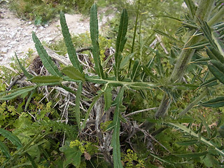 Cirsium eriophorum