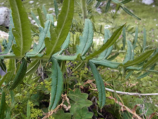 Cirsium eriophorum