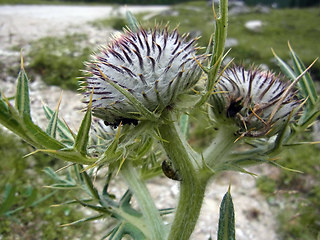 Cirsium eriophorum