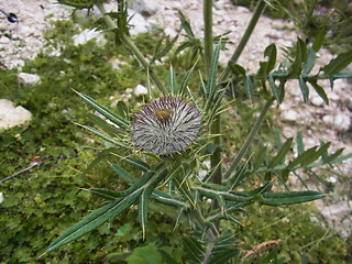 Cirsium eriophorum
