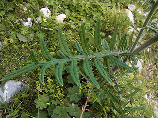 Cirsium eriophorum