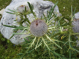 Cirsium eriophorum