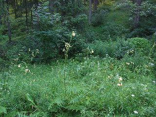 Cirsium erisithales