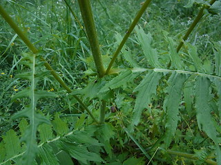 Cirsium erisithales