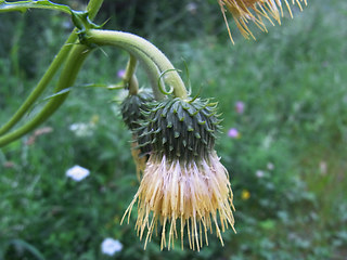 Cirsium erisithales