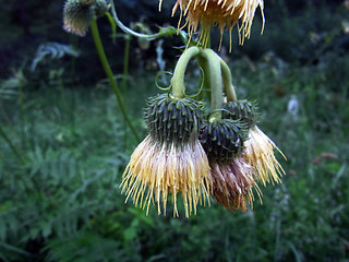 Cirsium erisithales