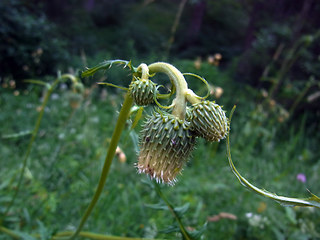 Cirsium erisithales