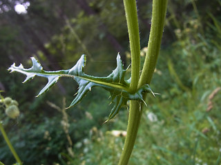 Cirsium erisithales