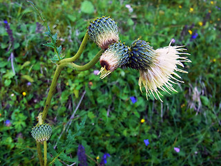 Cirsium erisithales