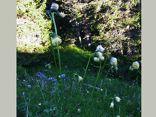 Cirsium erisithales