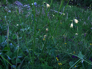 Cirsium erisithales