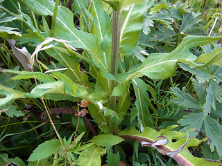 Cirsium heterophyllum