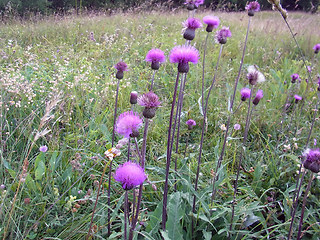 Cirsium heterophyllum