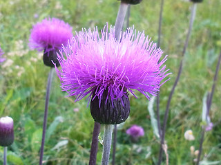 Cirsium heterophyllum