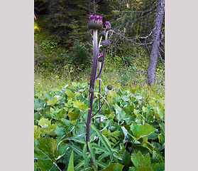 Cirsium heterophyllum