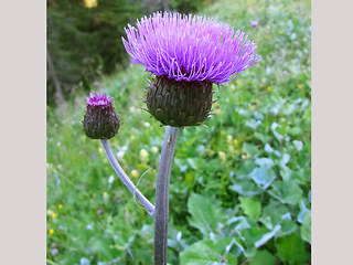 Cirsium heterophyllum