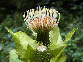 Cirsium oleraceum