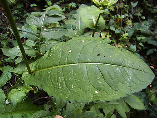 Cirsium oleraceum