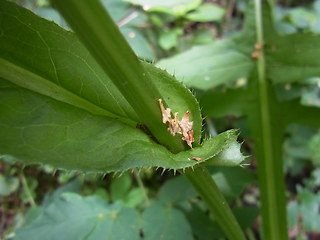 Cirsium oleraceum