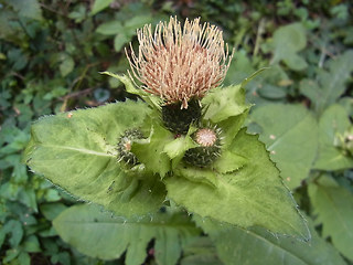 Cirsium oleraceum