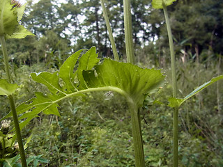 Cirsium oleraceum