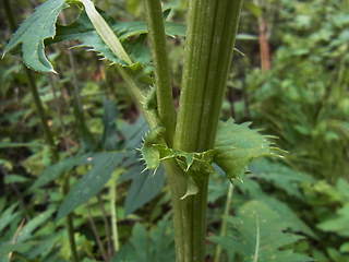 Cirsium oleraceum