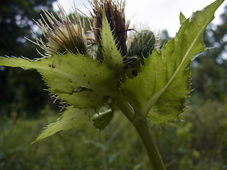 Cirsium oleraceum