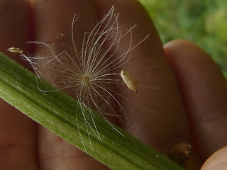 Cirsium oleraceum