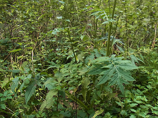 Cirsium oleraceum