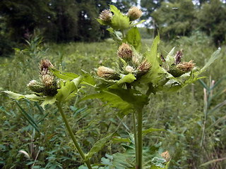 Cirsium oleraceum