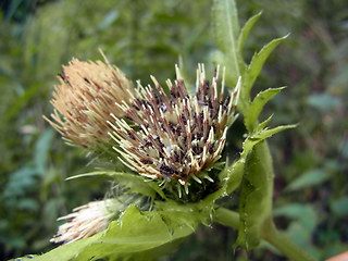 Cirsium oleraceum