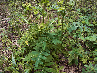 Cirsium oleraceum