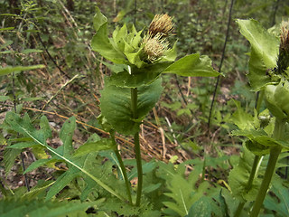 Cirsium oleraceum