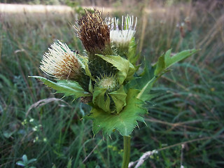 Cirsium oleraceum