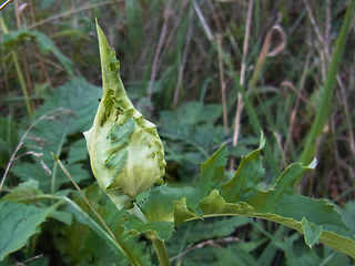 Cirsium oleraceum